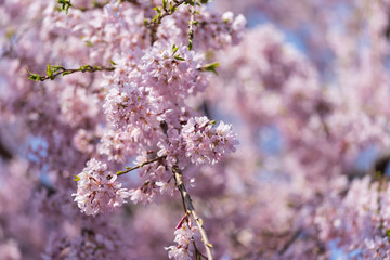 Wall Mural - sakura, cherry blossom in tokyo, japan