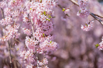 Wall Mural - sakura, cherry blossom in tokyo, japan