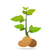 Potato plant vector isolated illustration