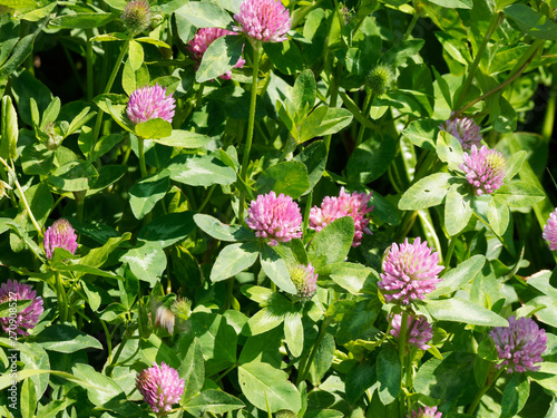Trifolium Pratense Trèfles Des Près Aux Feuilles Vertes Et