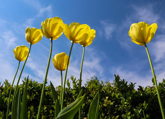 Beautiful yellow tulips in spring against blue sky with clouds. Floral background