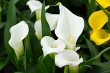 Blooming White Calla In May