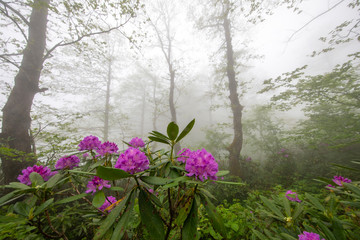 Wall Mural -  Spring ornament of the Black Sea Plateau, Rhododendrons