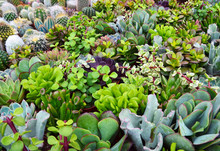 Succulent And Cactus Plants In Desert Botanical Garden.Assorted Decorative Exotic Succulents And Cacti As A Background For Design.Indoor Decor, Terrarium Or Houseplants Concept.