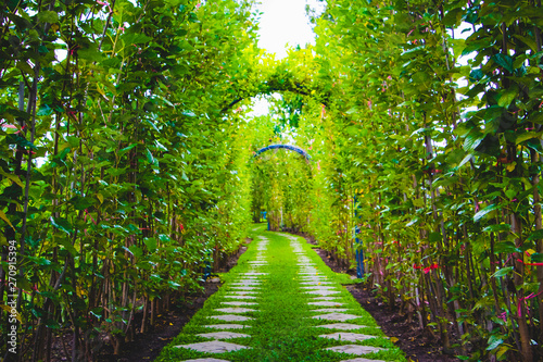 Dekoracja na wymiar  zielony-tunel-w-swiezy-wiosenny-dzien-droga-do-natury-zielone-drzewa-i-droga