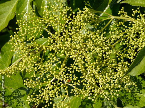 Sambucus Nigra Fleurs Non Matures Du Sureau Noir Ou Grand