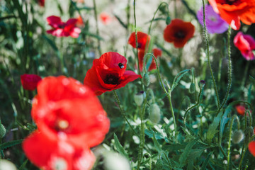 Field of poppies on a sunset