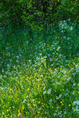 Canvas Print - Flowering meadow at a shrubbery