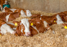 Some Cattle In A Stable