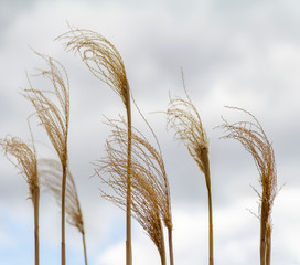 Canvas Print - reed  frond closeup