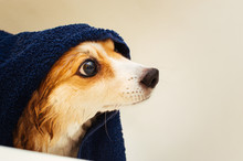 Muzzle Wet Dog After Swimming Wrapped In A Blue Terry Towel In The Bathroom. Copy Space
