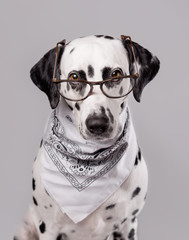 Student dog portrait in the glasses. Happy dalmatian dog in glasses and white bandana isolated on white background. Copy space