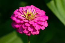 Pink Zinnia Violacea Cav In Garden