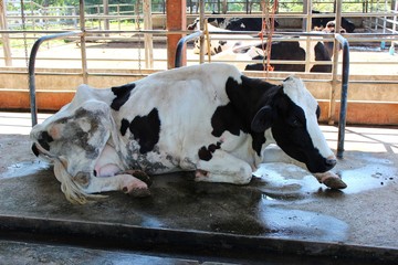  The sick white cow lay on the ground of the cow's milk