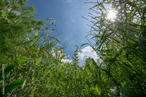 big weeds on a field close up
