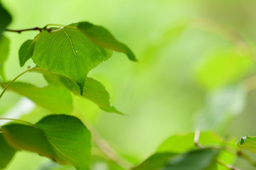 Wall Mural - Green leaves on green bokeh background, Natural green background