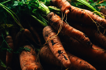 Fresh carrots from the garden close-up on a wooden background