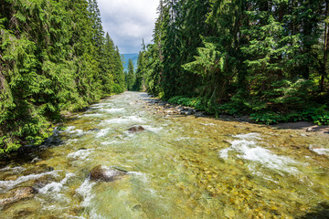 forest mountain river with waterfall over the rocks