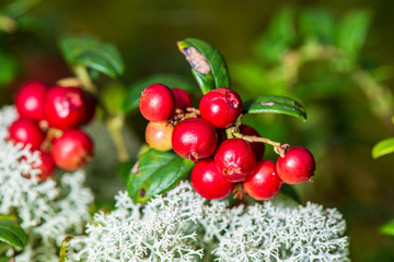 Wall Mural - red lingonberry fruits in green forest moss in sunny summer day