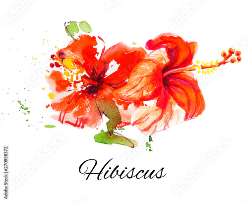 Beautiful red hibiscus flowers. Watercolor painting. Exotic plant. Floral pri...