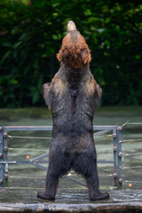 a brown bear stands in the cage.