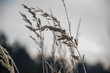 © Martins Vanags - dry grass bents on blur background texture