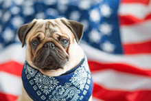 Beautiful Beige Puppy Pug On The Background Of The American Flag On Independence Day.