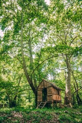 Poster - Small wooden hut in the green woods