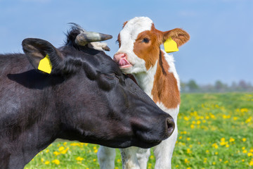 Close up head of mother cow with  calf in meadow