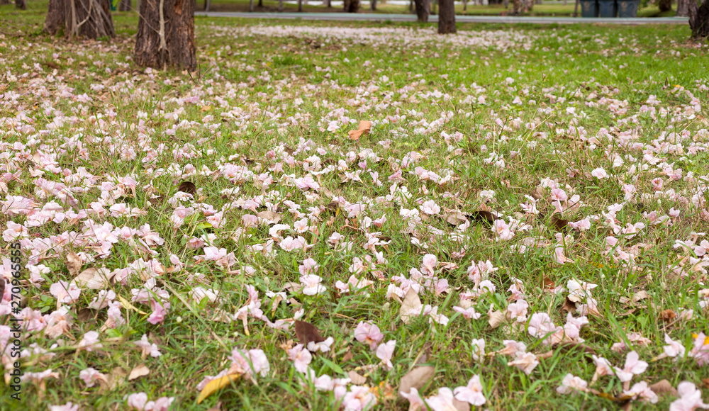 Foto de Stock Tabebuia rosea is a Pink Flower falling on the ground in ...
