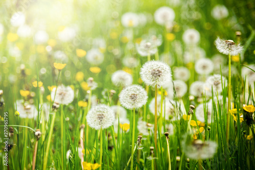 Dandelions on a summer meadow Poster Mural XXL