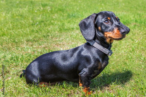 Portrait Of A Puppy Miniature Dachshund Short Haired Black And