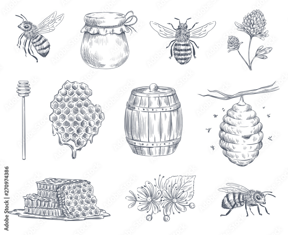 Bee engraving. Honey bees, beekeeping farm and honeyed honeycomb vintage hand drawn vector illustration set - obrazy, fototapety, plakaty 
