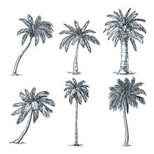 Palmeras Ilustraci n Vintage Stock De Foto Gratis Public Domain Pictures Palmeras Ilustraci n Vintage Stock De Foto Gratis Public Domain Pictures