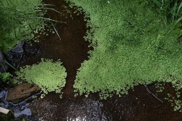 Canvas Print - Callitriche stagnails (water starwort) in the pond.