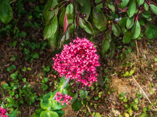 Wall Mural - OLYMPUS DIGITAL CAMERA - FLOWER HEAD