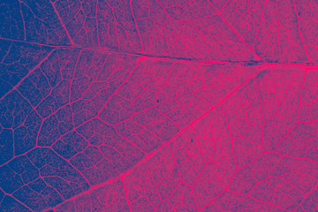 Fotomurales - abstract organic texture of leaf.