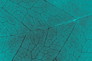 Fotomurales - Abstract organic texture of leaf. Blue leaf. Science and biology concept 
