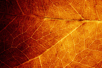 red nature leaf. orange leaf. abstract organic texture of leaf.