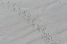 Crab Tracks In Sand