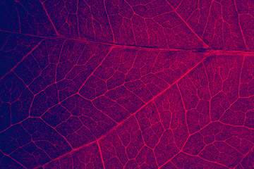 Fotomurales - Red leaf. Science and biology concept. Abstract organic texture of leaf.