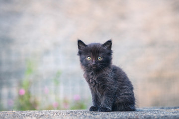 black kitten