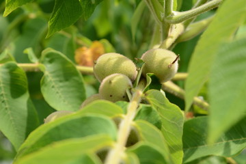 Canvas Print - Manchurian walnut (Juglans mandshurica / Japanese walnut)