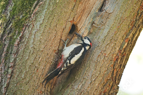 Fotografía great spotted woodpecker, dendrocopos major, Bohemia forest, nesting