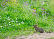 Innocent Cute Wild Baby European Hare (Lepus Europaeus), Sitting On Green Grass  And Looking At Camera. Blooming Purple Common Bugloss, Yellow Buttercup And Colorful Flowers Are In The Background.
