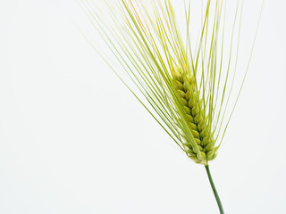 Spike of green fresh rye barley wheat isolate