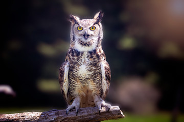 Fototapete - A great horned owl sitting on a tree