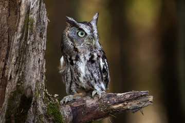 Fototapete - Screech Owl Sitting on a tree