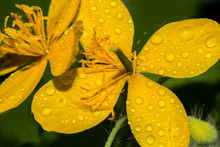Bright Yellow Flowers Of The Plant Chelidonium Majus (commonly Known As Greater Celandine, Nipplewort, Swallowwort, Tetterwort), Closeup