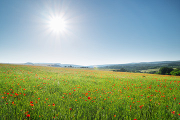 Wall Mural - Spring flowers in green meadow and blue sky.